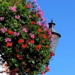 bloemenmuur