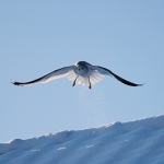bird-1