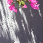 bloem