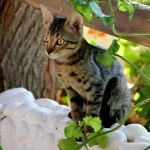cat-on-stone