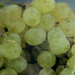 grapes