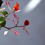 pink-flower