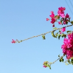 fodele2
