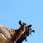 goats4